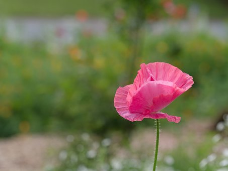 Free Poppy Flower photo and picture