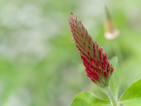 Free Crimson Clover Flower photo and picture