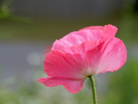 Free Poppy Flower photo and picture