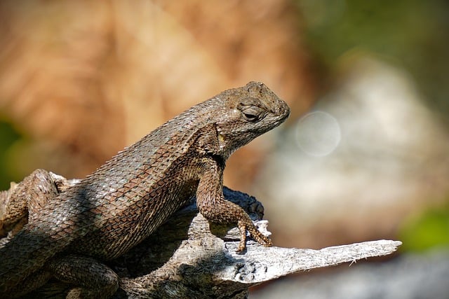 Free Fence Lizard Reptile photo and picture