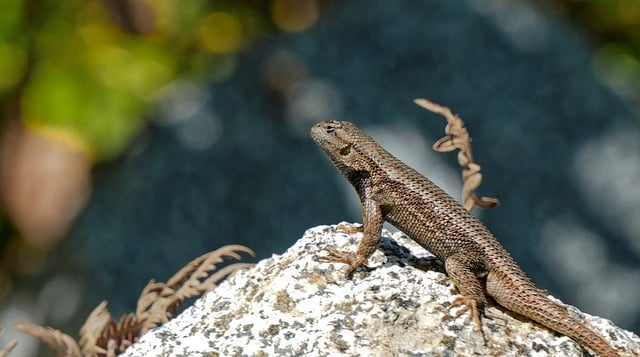 Free Fence Lizard Lizard photo and picture