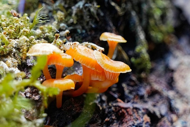Free Mushroom Orange photo and picture