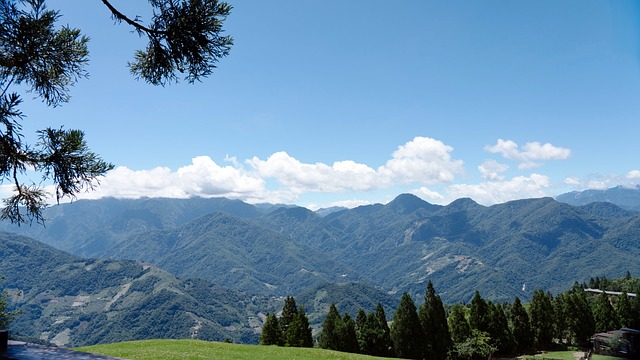Baiyun, Přírodní, Život, Hora, Strom