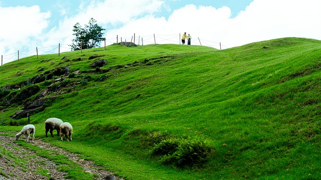 Ovce, Hillside, Stezka, Přírodní