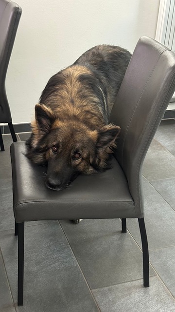 Free Dog Begging photo and picture
