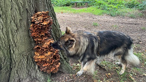 Free Dog Shiloh Shepherd photo and picture