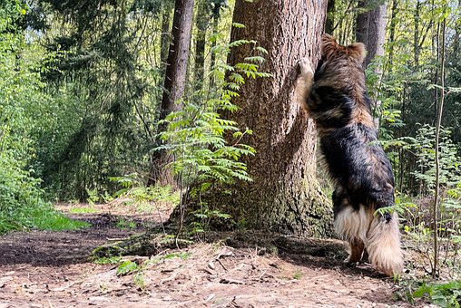 Free Dog Pet photo and picture