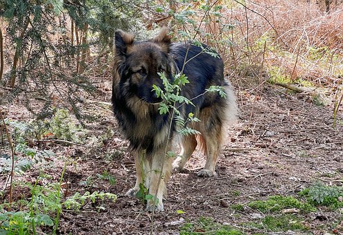 Free Dog Nature photo and picture