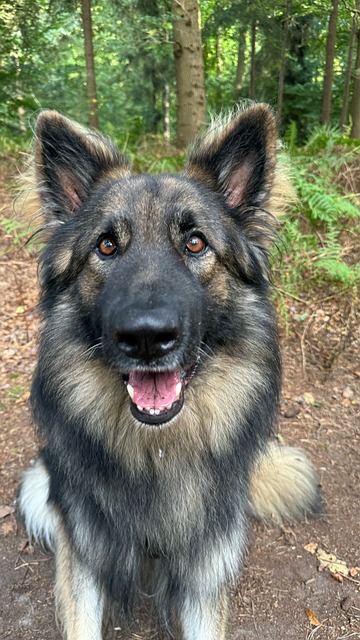 Free Pet Animal photo and picture