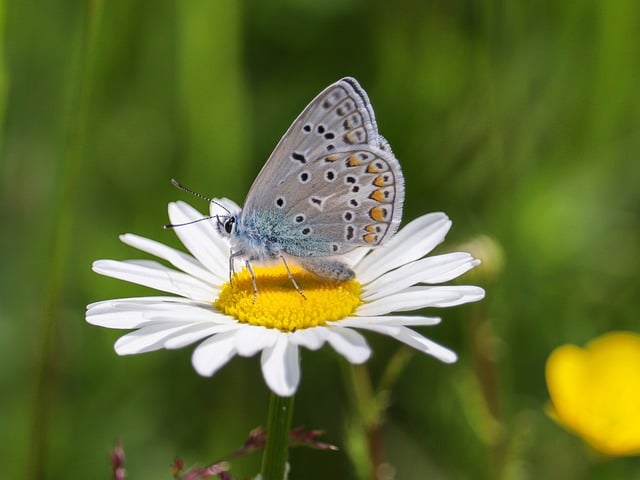 Free Butterfly Insect photo and picture