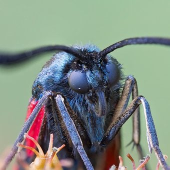 Natur, Fauna, Sechs-Punkte-Burnet
