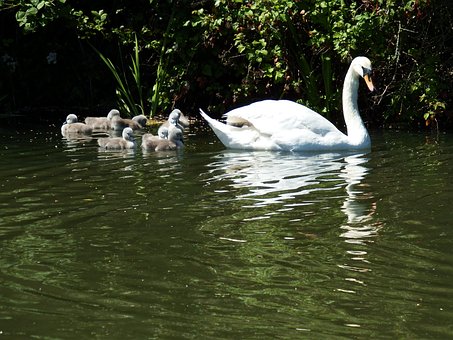 Free Swan Bird photo and picture