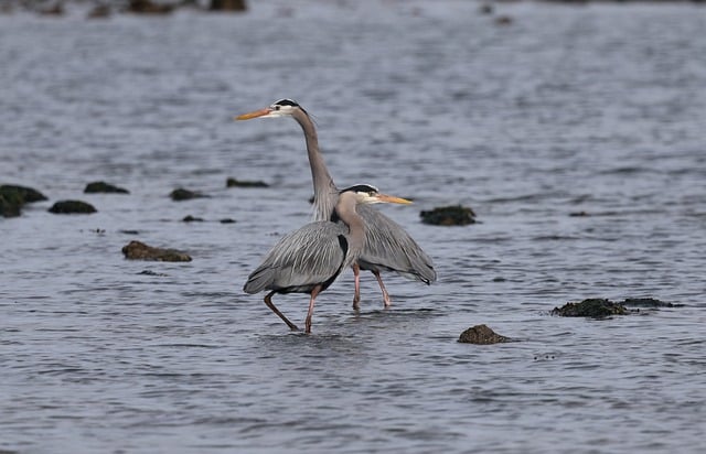 Download free HD stock image of Birds Nature Free Birds Nature photo and picture