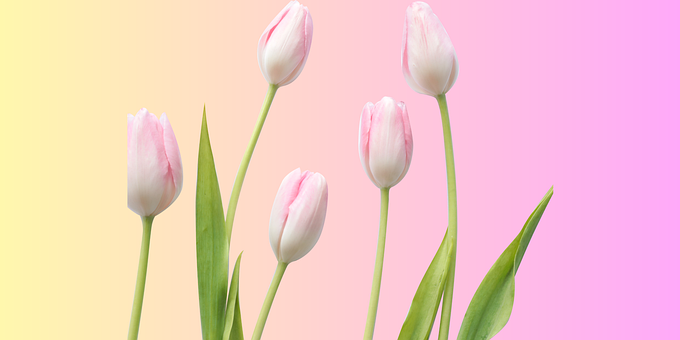 Free Nature Plant illustration and picture