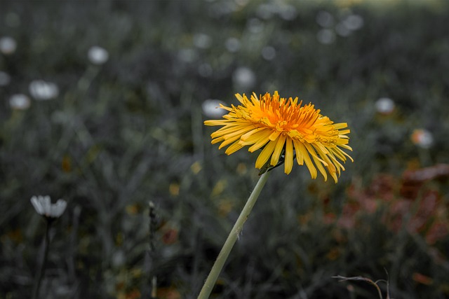 Free Dandelion Flora photo and picture