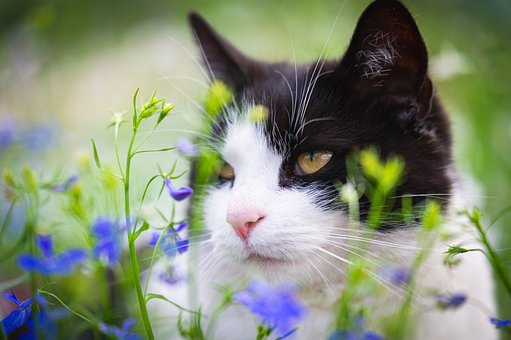 Free Cat Pet photo and picture