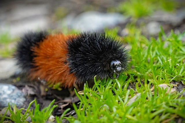 Free Wooly Bear Wooly Bully photo and picture
