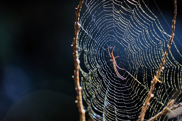Free Spider Web photo and picture