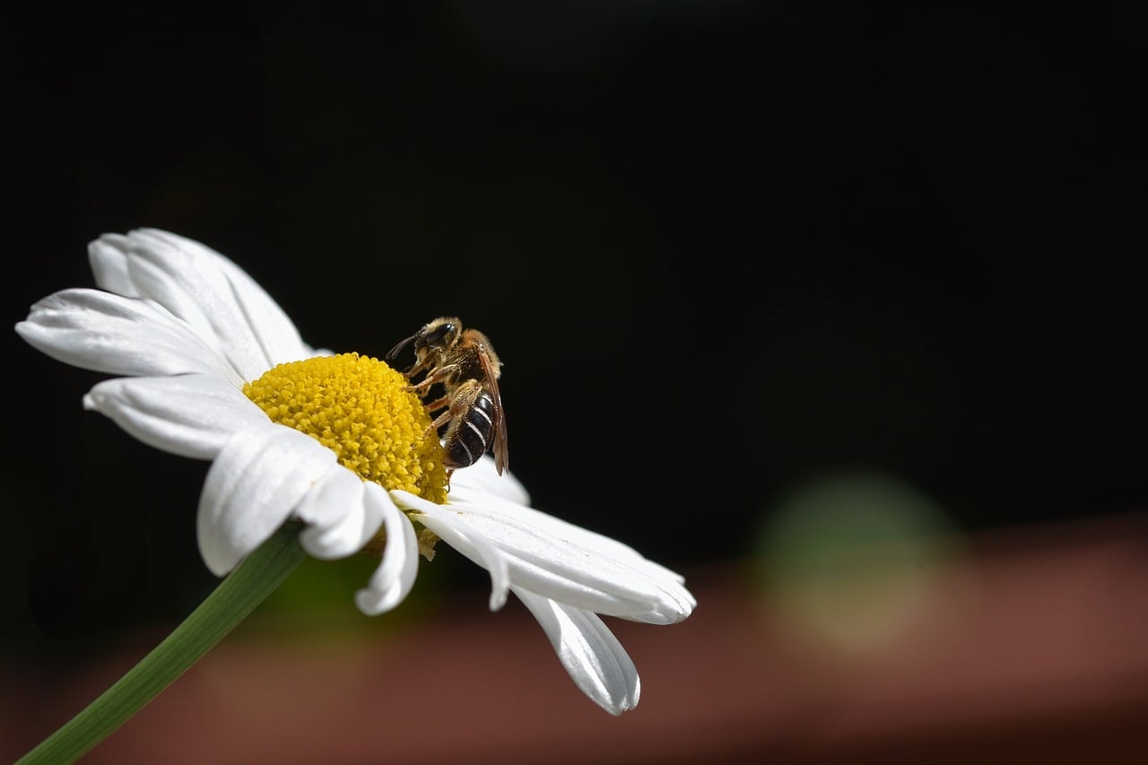 Receive Pollen Bee Pollen Collect - Free photo on Pixabay