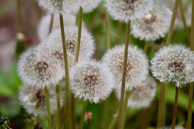 Free Common Dandelion Dandelion photo and picture