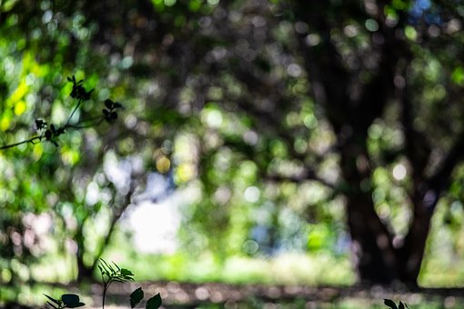 Free Green Nature photo and picture