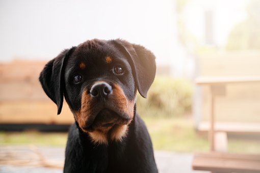 Rottweiler, Hund, Haustier, Hündchen