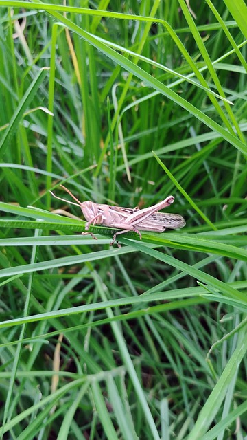 Landschap, Natuur, Berg, Dieren