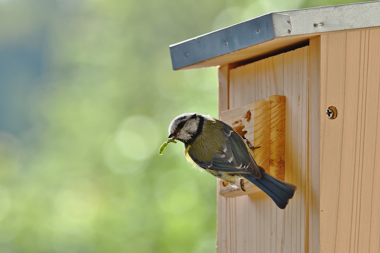 Bird Nesting Box Blue Tit - Free photo on Pixabay