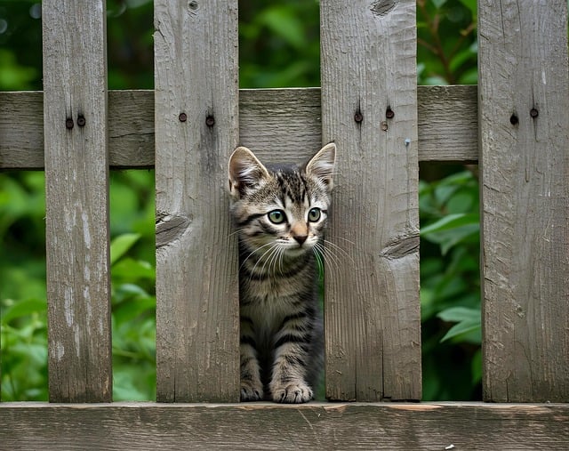 Free kitten animal young illustration
