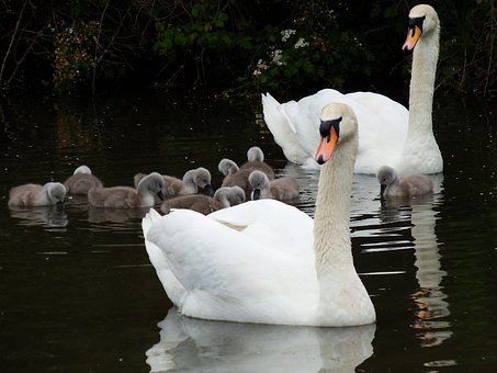Free Swans Cygnets photo and picture