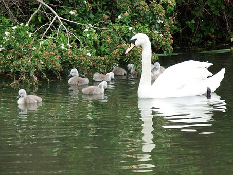 Free Swan Cygnets photo and picture