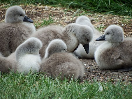 Free Swan Cygnets photo and picture