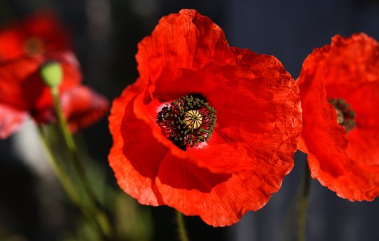Free Poppy Red Poppy photo and picture