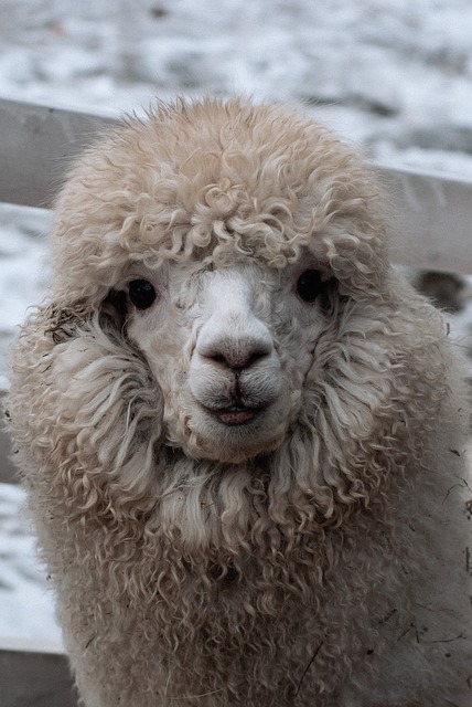 Free Lama Nature photo and picture