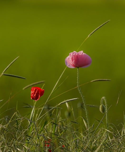 Valmue, Natur, Forår, Blomst, Felt