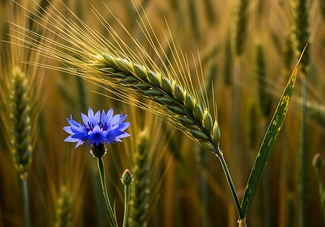 Free field cereal cornflower illustration