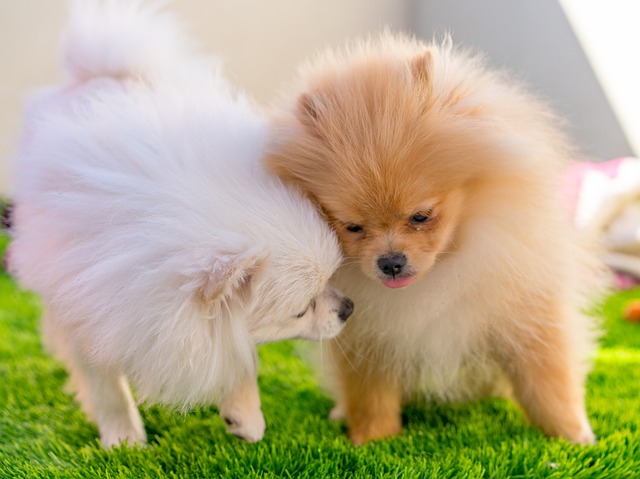 Free Animal Mammal photo and picture