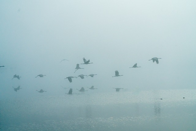 Free Nature Bird photo and picture