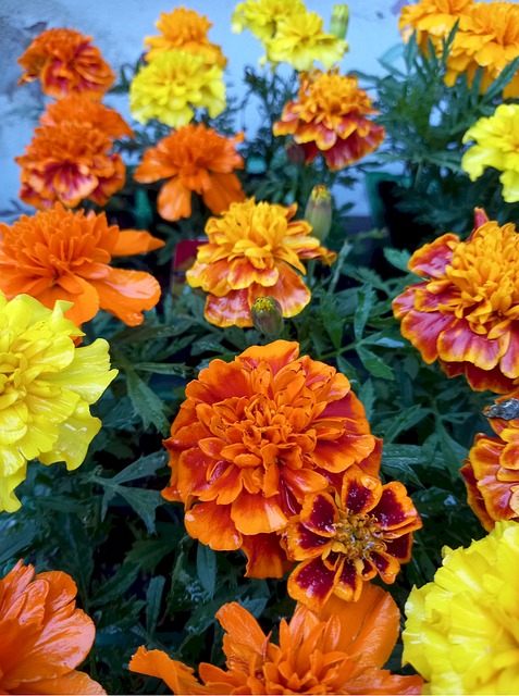 Pflanze, Blumen, Garten