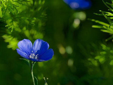 Free Flower Blue photo and picture