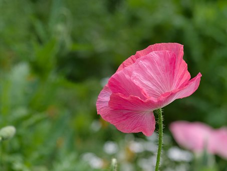 Free Poppy Pink photo and picture