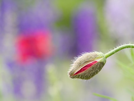 Free Poppy Bud photo and picture
