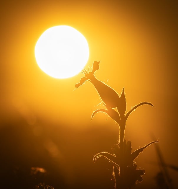 Free Flower Spring photo and picture