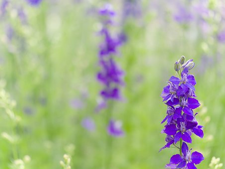 Free Larkspur Wildflower photo and picture