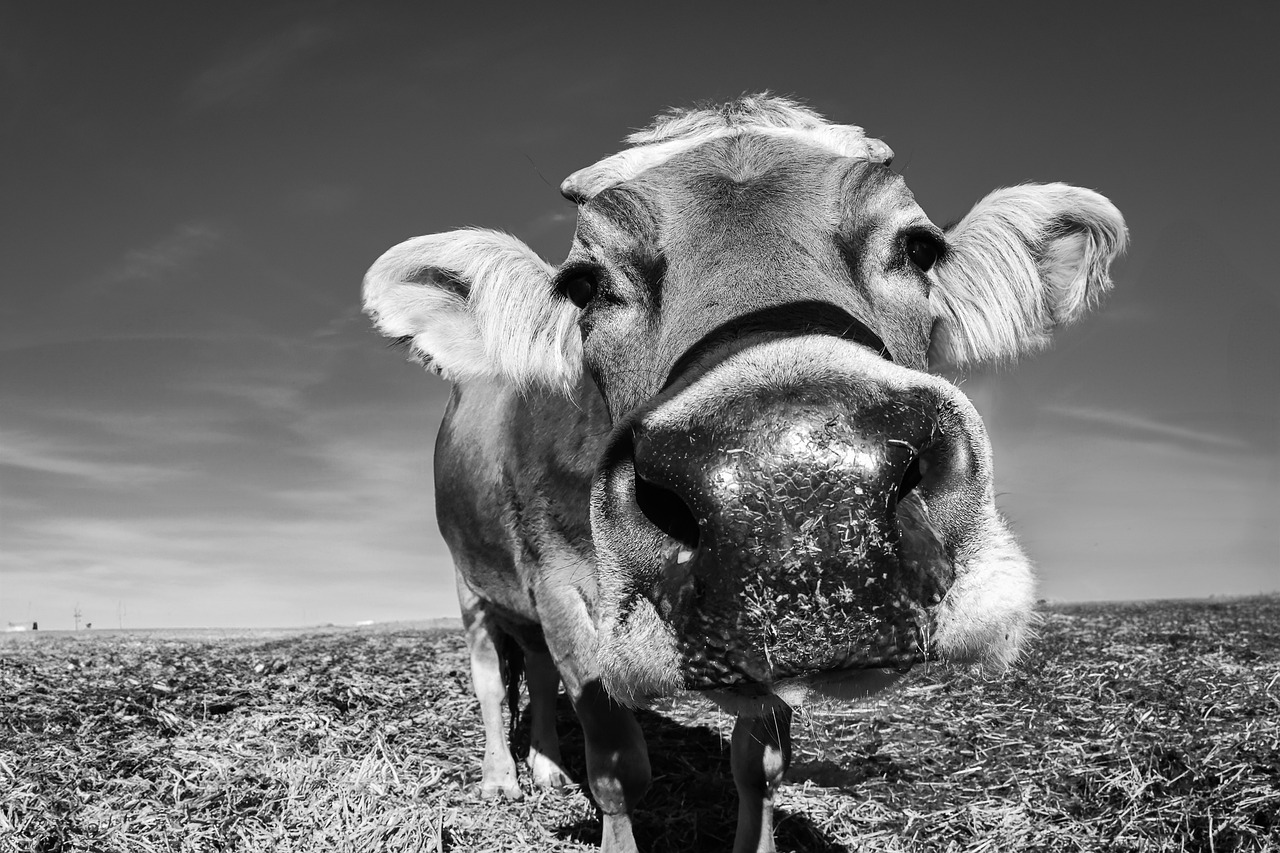 Cow - free online jigsaw puzzle photo