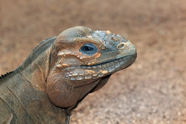 iguana, rhinoceros iguana, lizard, reptile, dinosaur, skin shedding, nature, rhino iguana, animal, zoo, dragon