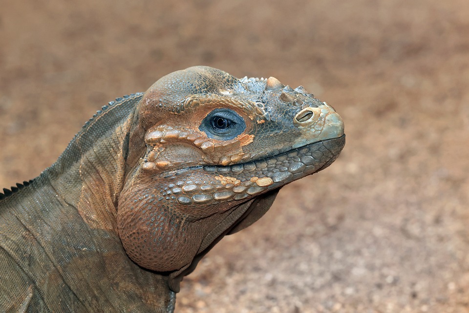 Iguana Rhinoceros Lizard Free Photo On Pixabay