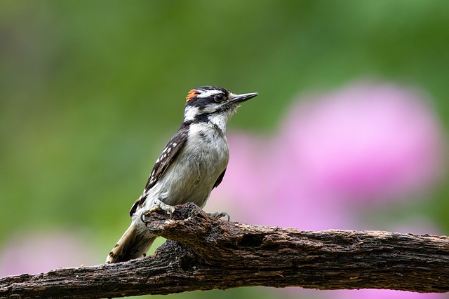 Free Woodpecker Spring photo and picture