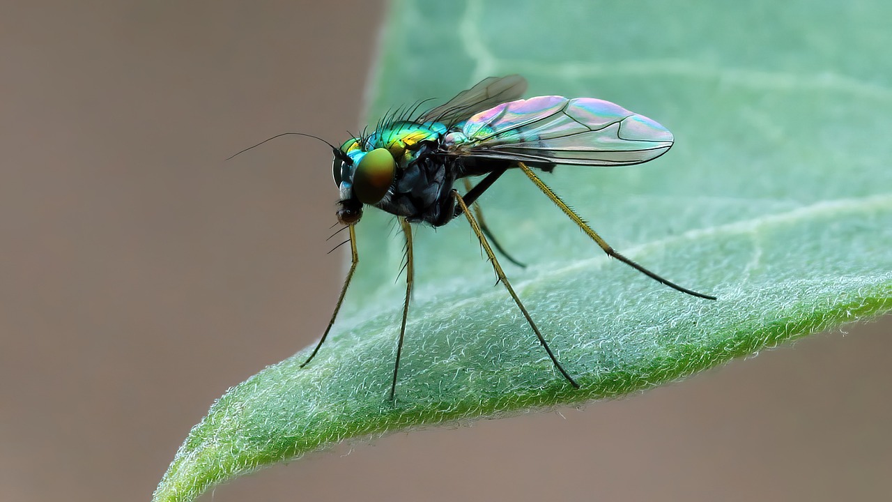 Insecate Voler Nature Insecte - Photo gratuite sur Pixabay