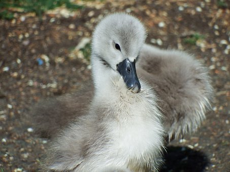 Free Swan Cygnet photo and picture